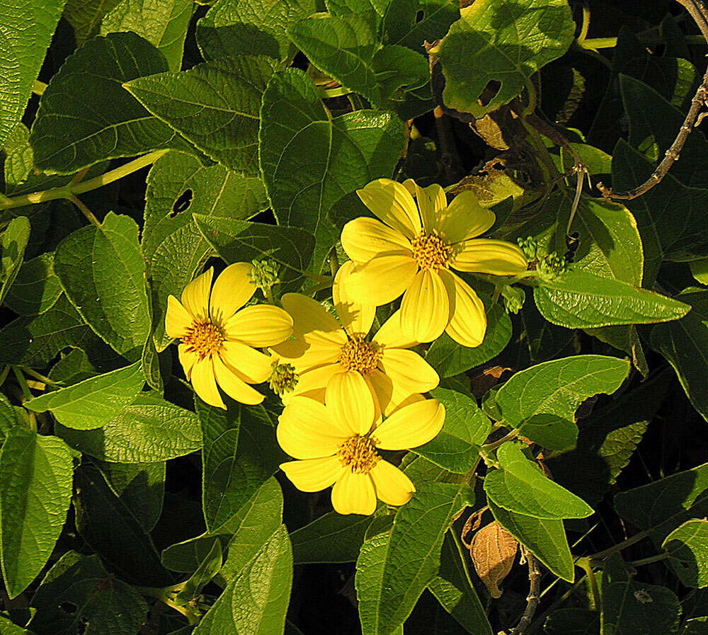 Image de Aldama cordifolia (A. Gray) E. E. Schill. & Panero