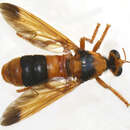 Image of Chrysopogon sphecodes Clements 1985