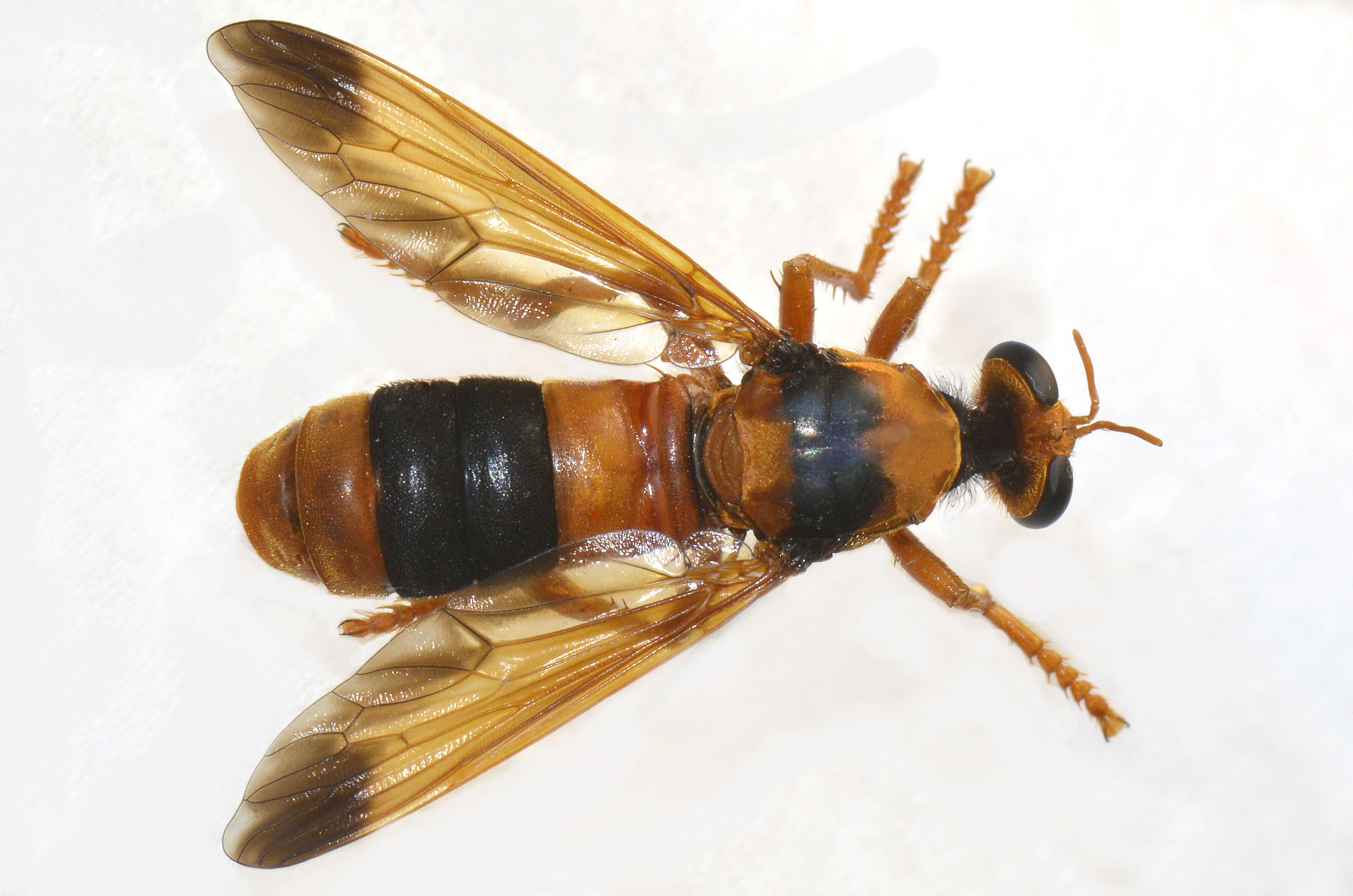 Image of Chrysopogon sphecodes Clements 1985