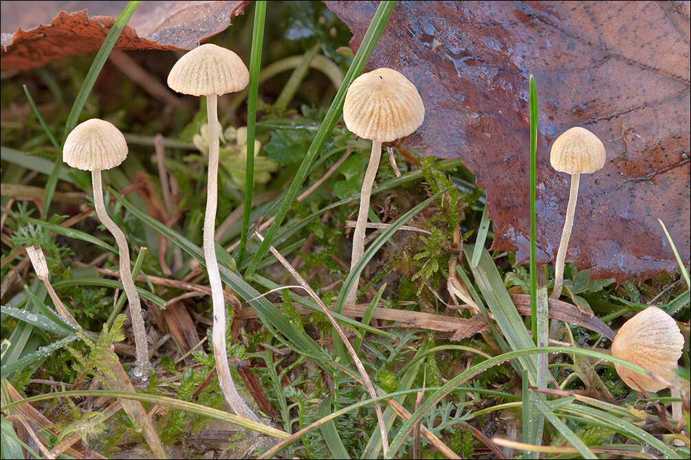 Imagem de Galerina graminea (Velen.) Kühner 1935