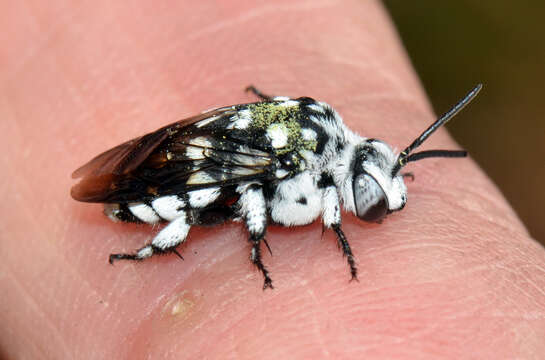 Image of Domino cuckoo bee