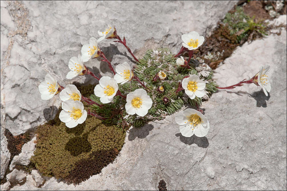 Plancia ëd Saxifraga aretioides Lapeyr.