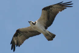 Image of ospreys