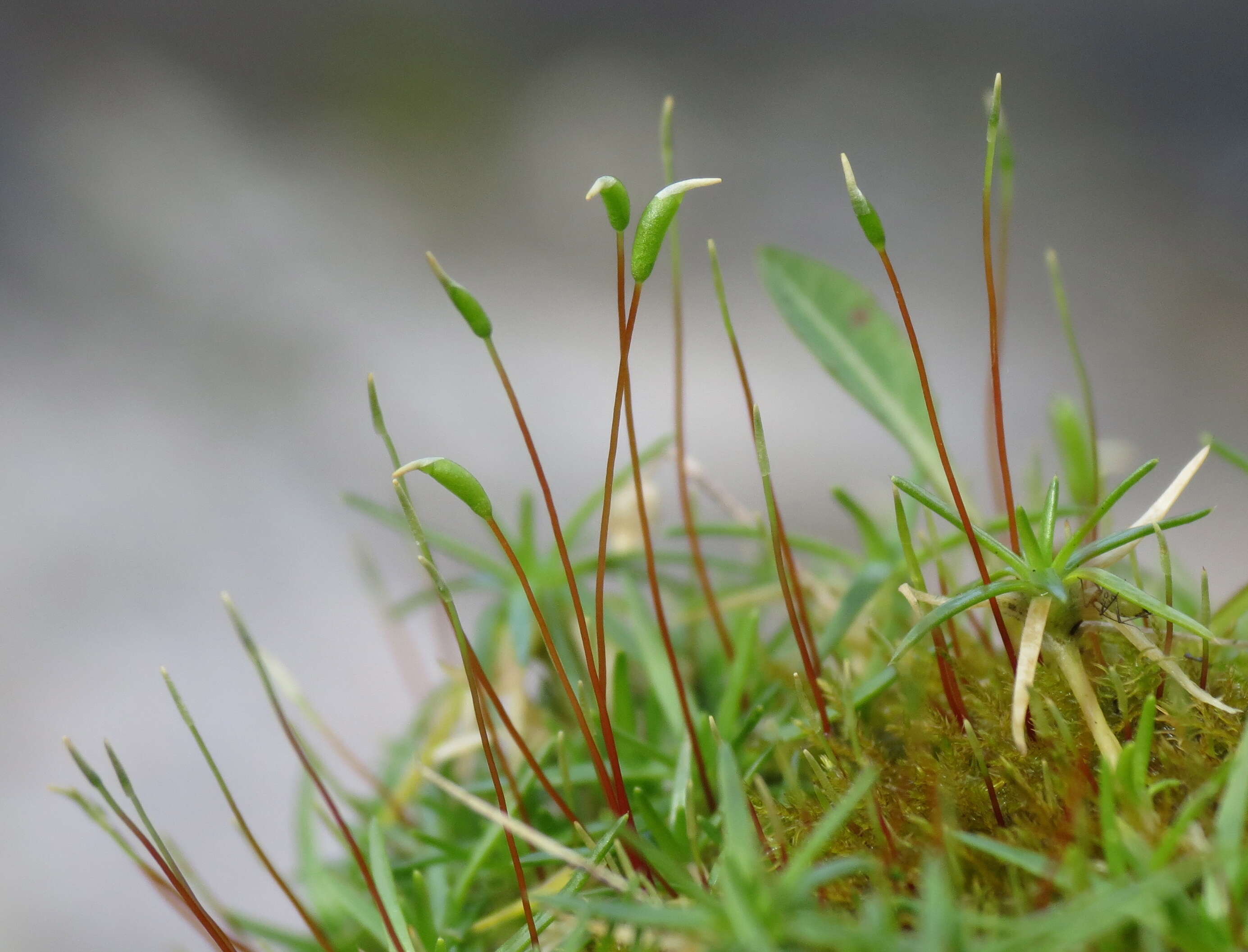 Image of ceratodon moss