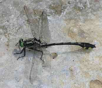 Image of Gomphurus Needham 1901