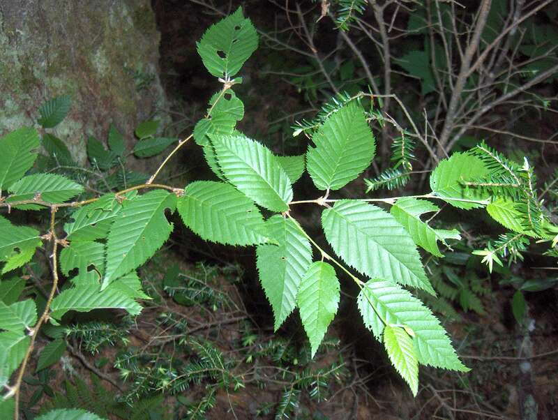 Image of American hornbeam