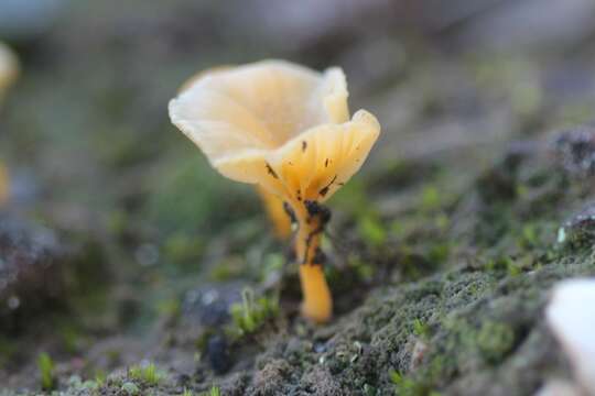 Image of Lichenomphalia