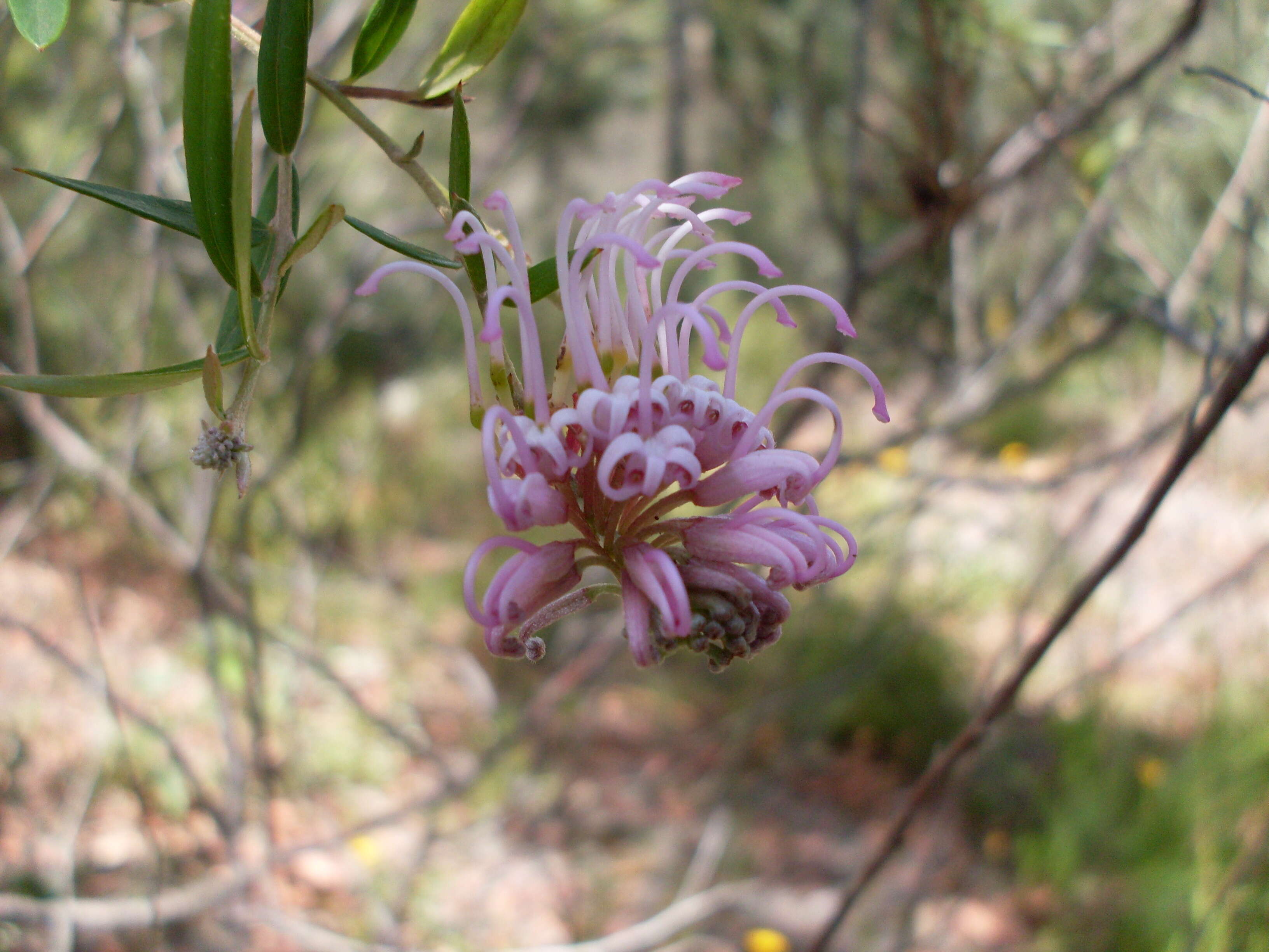 Image of Grevillea sericea (Sm.) R. Br.