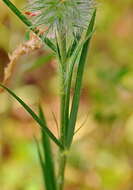 Image of Narrow Clover