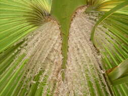 Image of fan palm