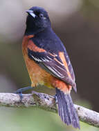 Image of New World orioles