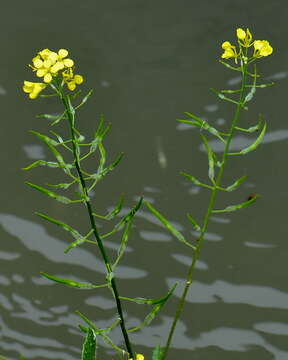 Sinapis alba subsp. mairei (H. Lindb.) Maire resmi