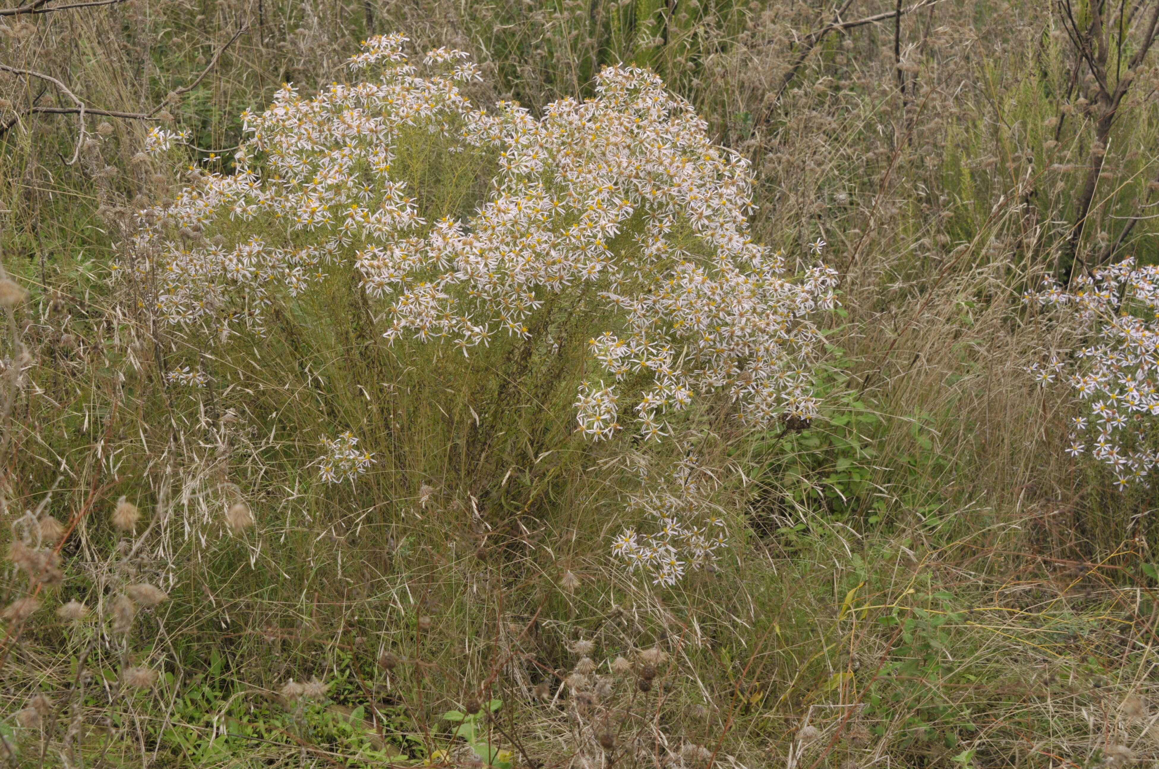 Plancia ëd Galatella sedifolia subsp. sedifolia