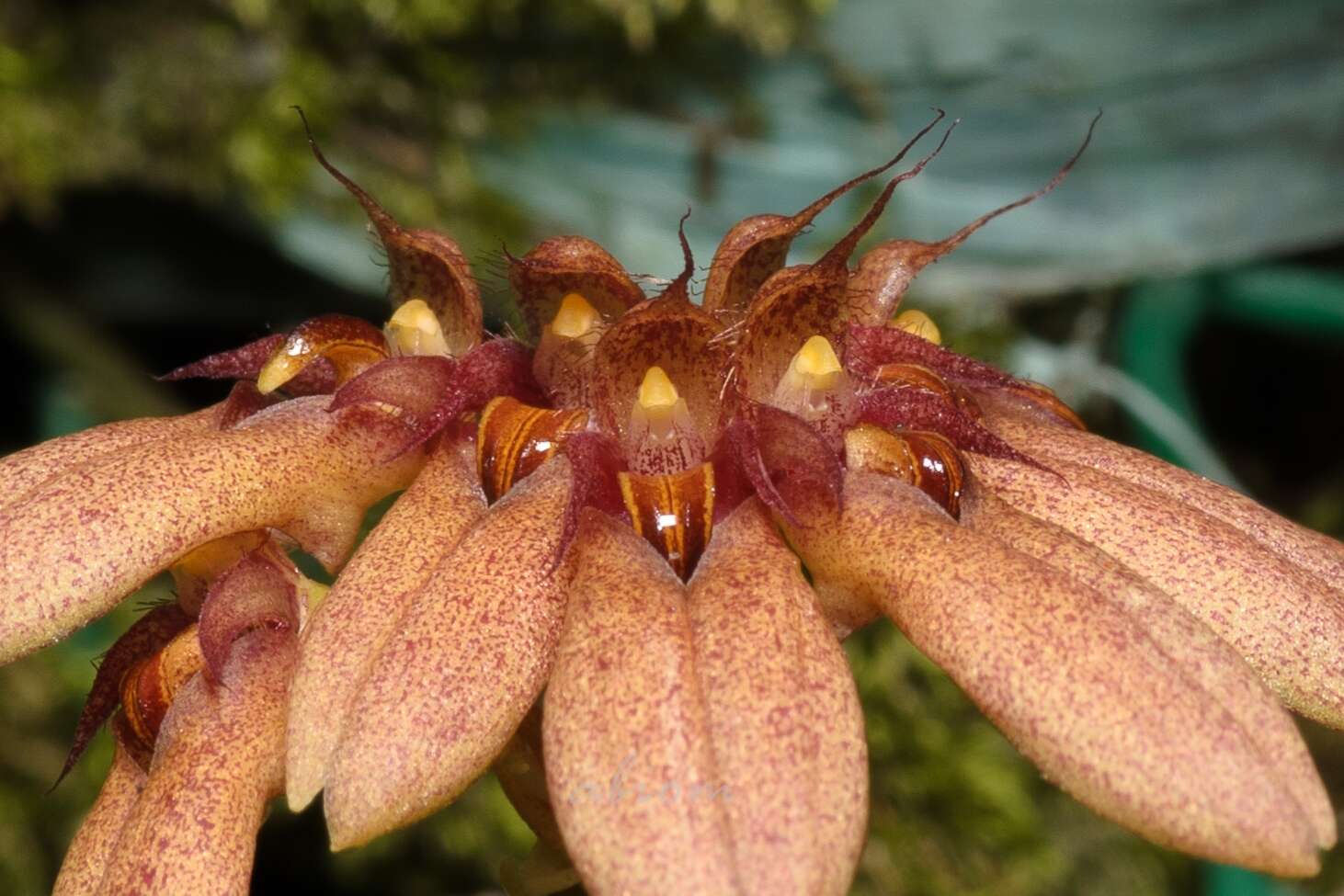 Plancia ëd Bulbophyllum trigonopus (Rchb. fil.)