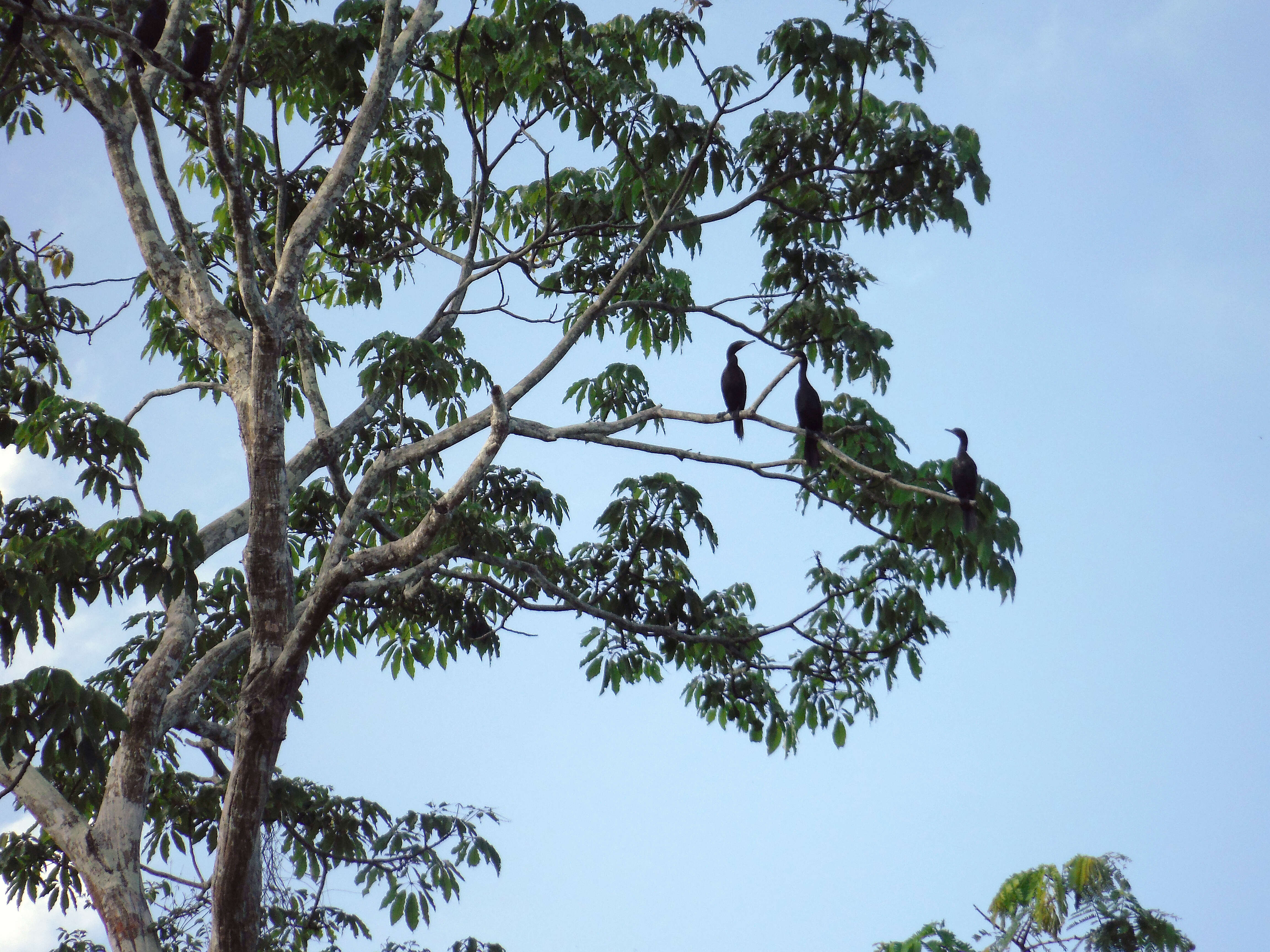 Image of neotropic cormorant