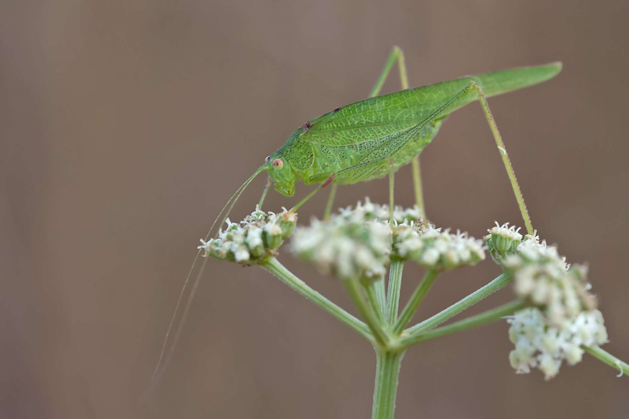 Image of Phaneroptera