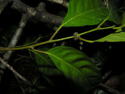 Image de Clarisia biflora Ruiz & Pav.