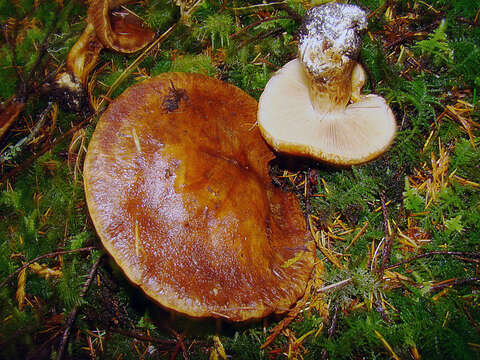 Image of Cortinarius olearioides Rob. Henry 1987