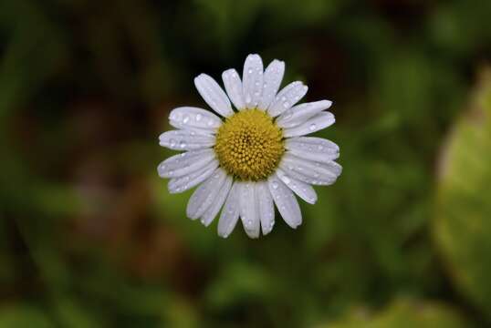 Слика од Leucanthemum