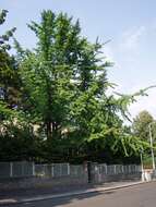 Image of Ginkgoopsida