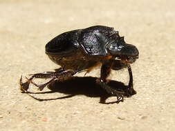 Imagem de Digitonthophagus