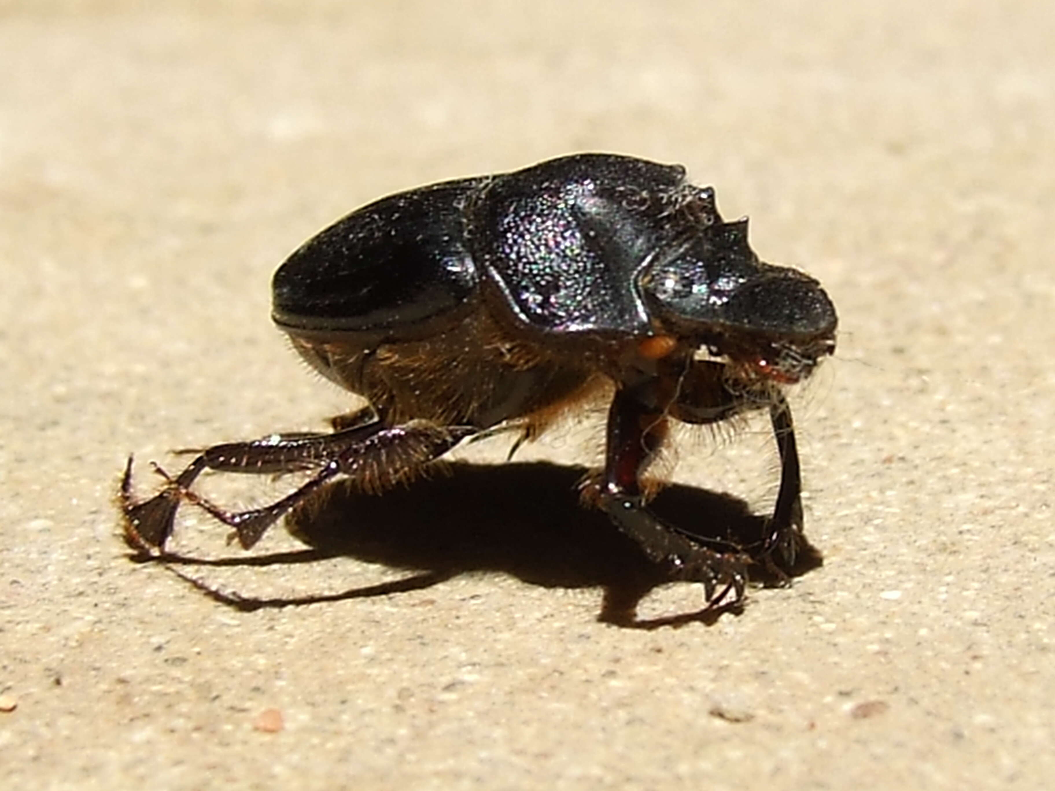 Imagem de Digitonthophagus