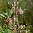 Image of Leptospermum grandifolium Sm.