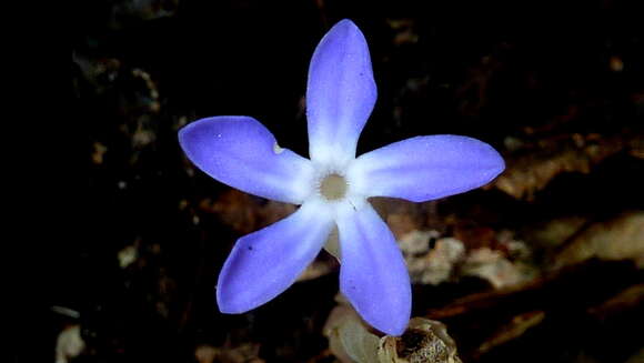 Image of ghostplant