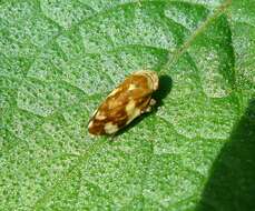 Image of spittlebugs