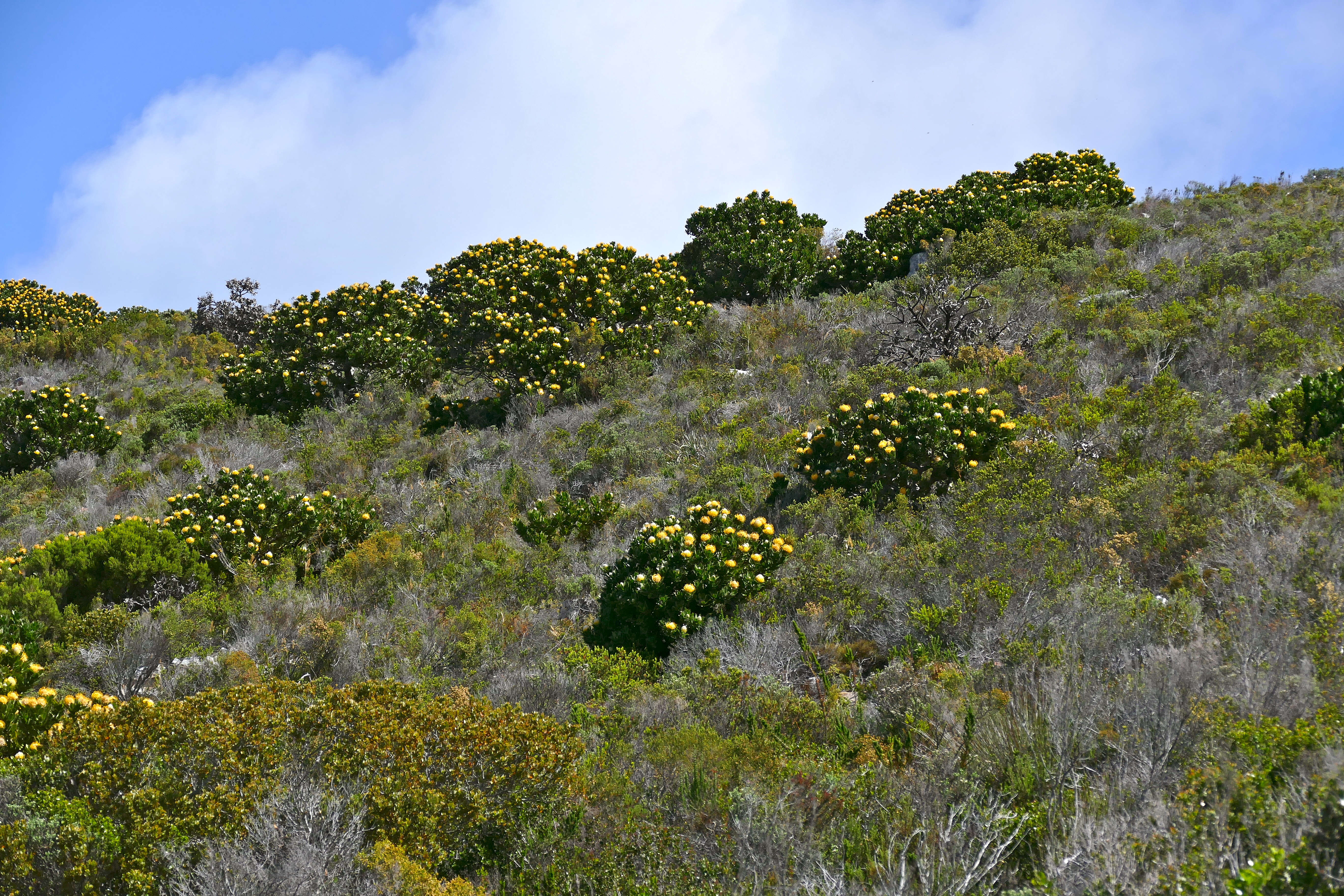 Image of Grey tree-pincushion