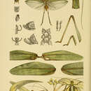 Image of Caedicia valida (Walker & F. 1869)