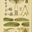 Image de Caedicia valida (Walker & F. 1869)