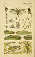 Image de Caedicia valida (Walker & F. 1869)