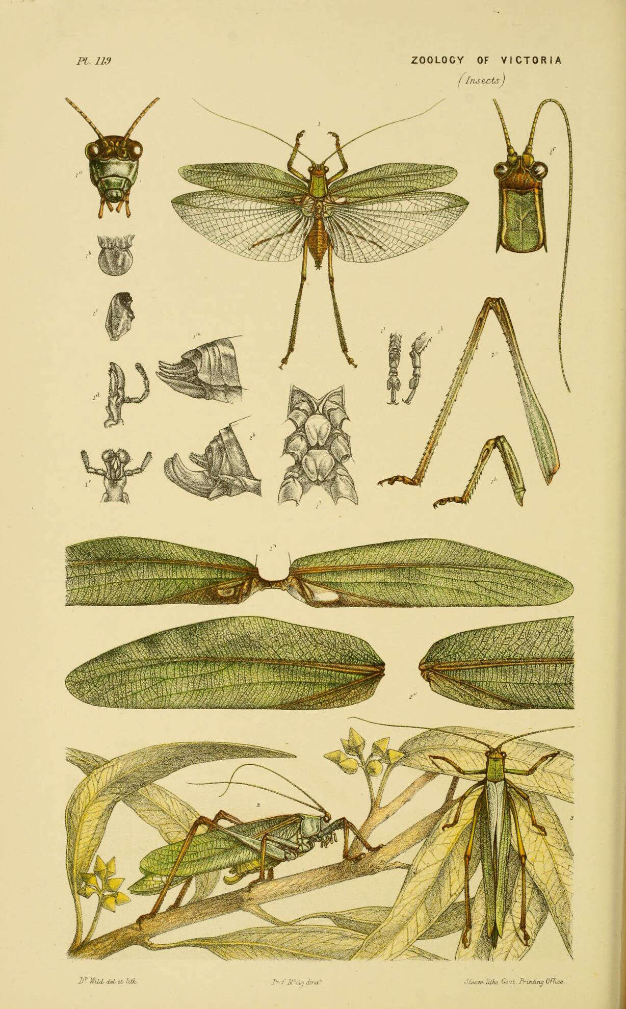 Image de Caedicia valida (Walker & F. 1869)