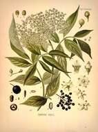 Imagem de Sambucus nigra L.