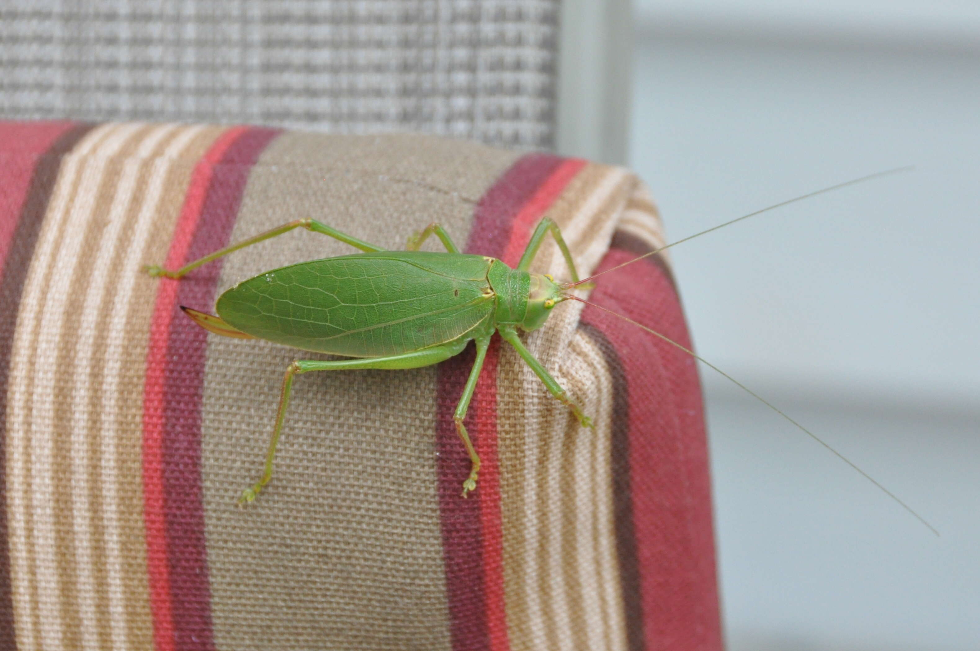 Image de Pterophylla