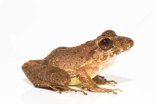 Image of Fitzinger's Robber Frog