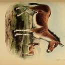 Imagem de Equus kiang Moorcroft 1841
