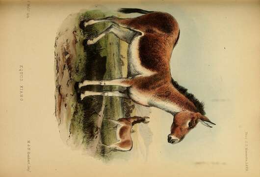 Imagem de Equus subgen. Asinus Gray 1824