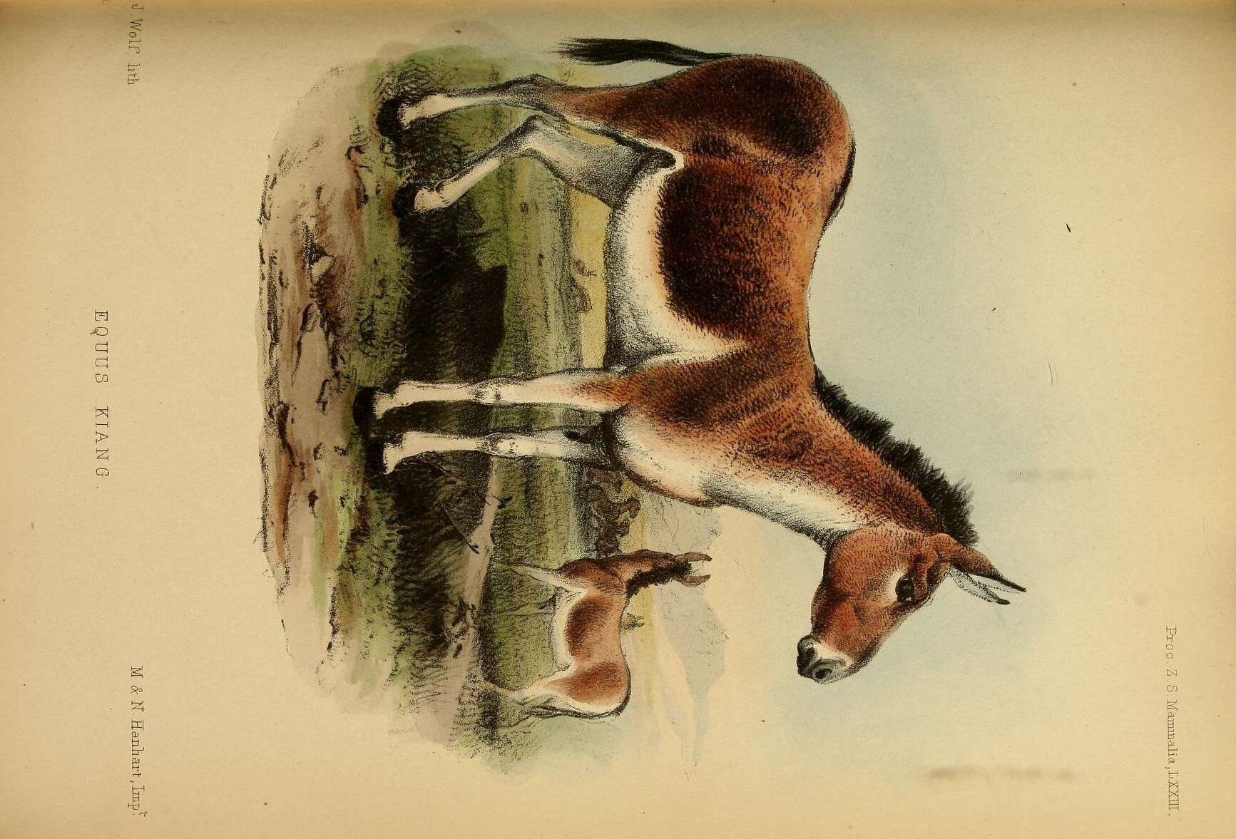 Слика од Equus subgen. Asinus Gray 1824