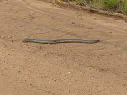 Image of Peter's Giant Blind Snake