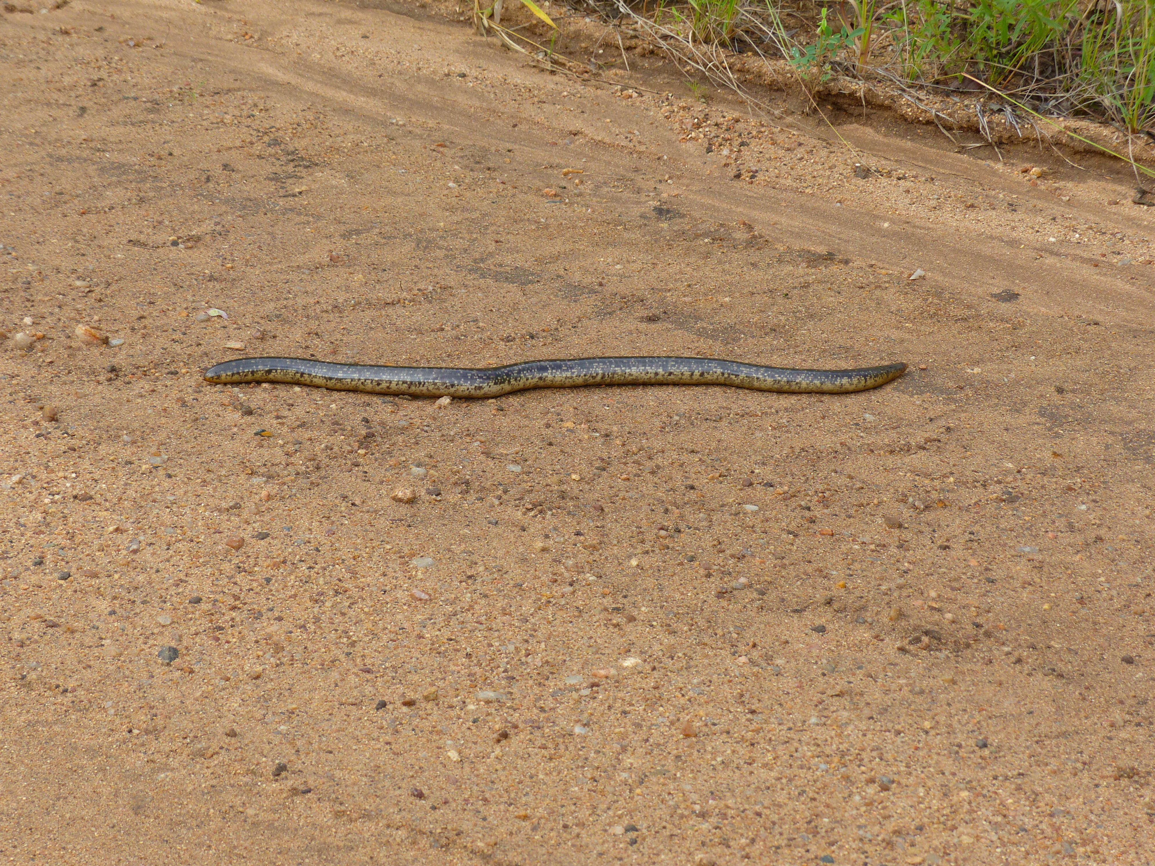 Image of Peter's Giant Blind Snake