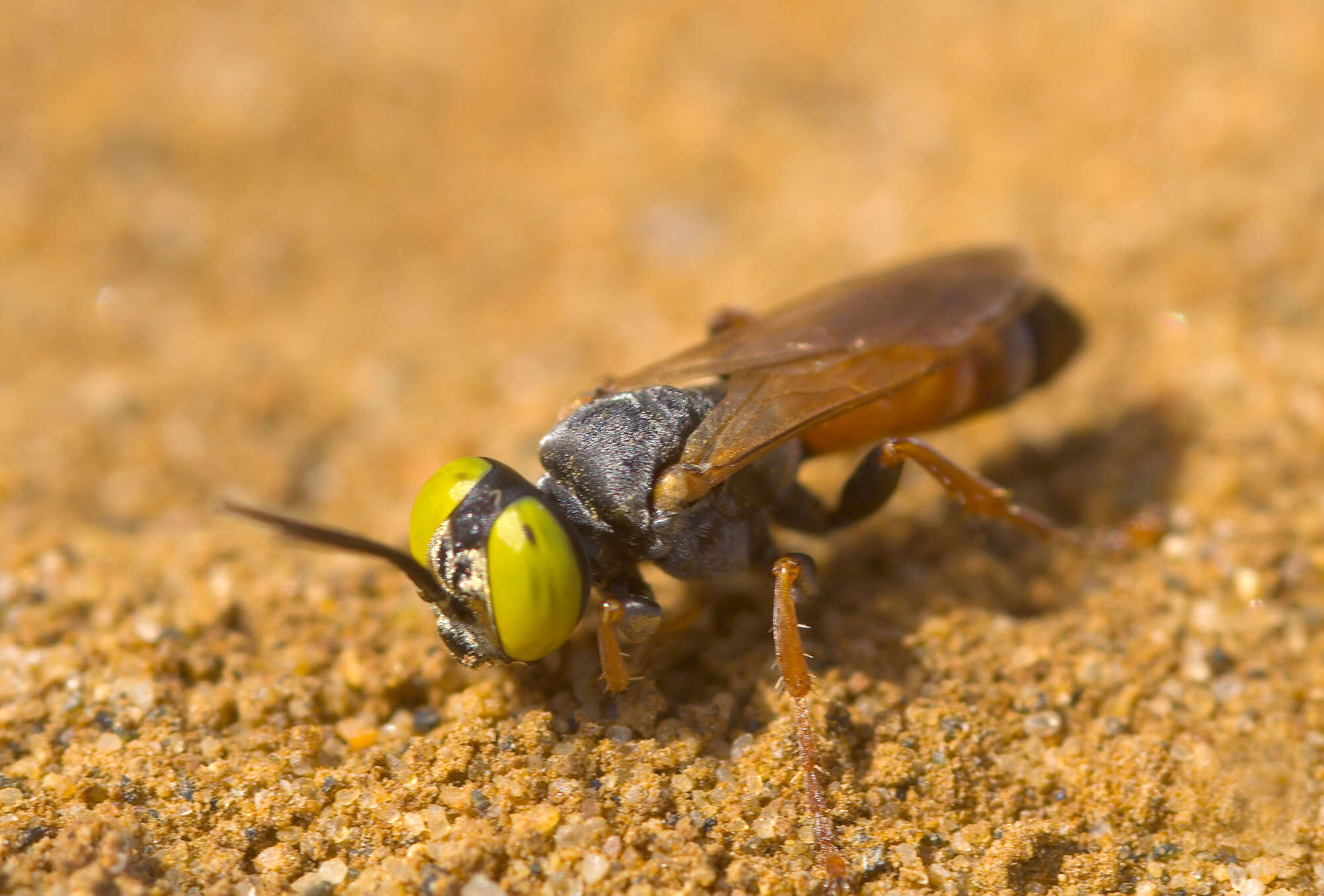 Image of Tachisphex