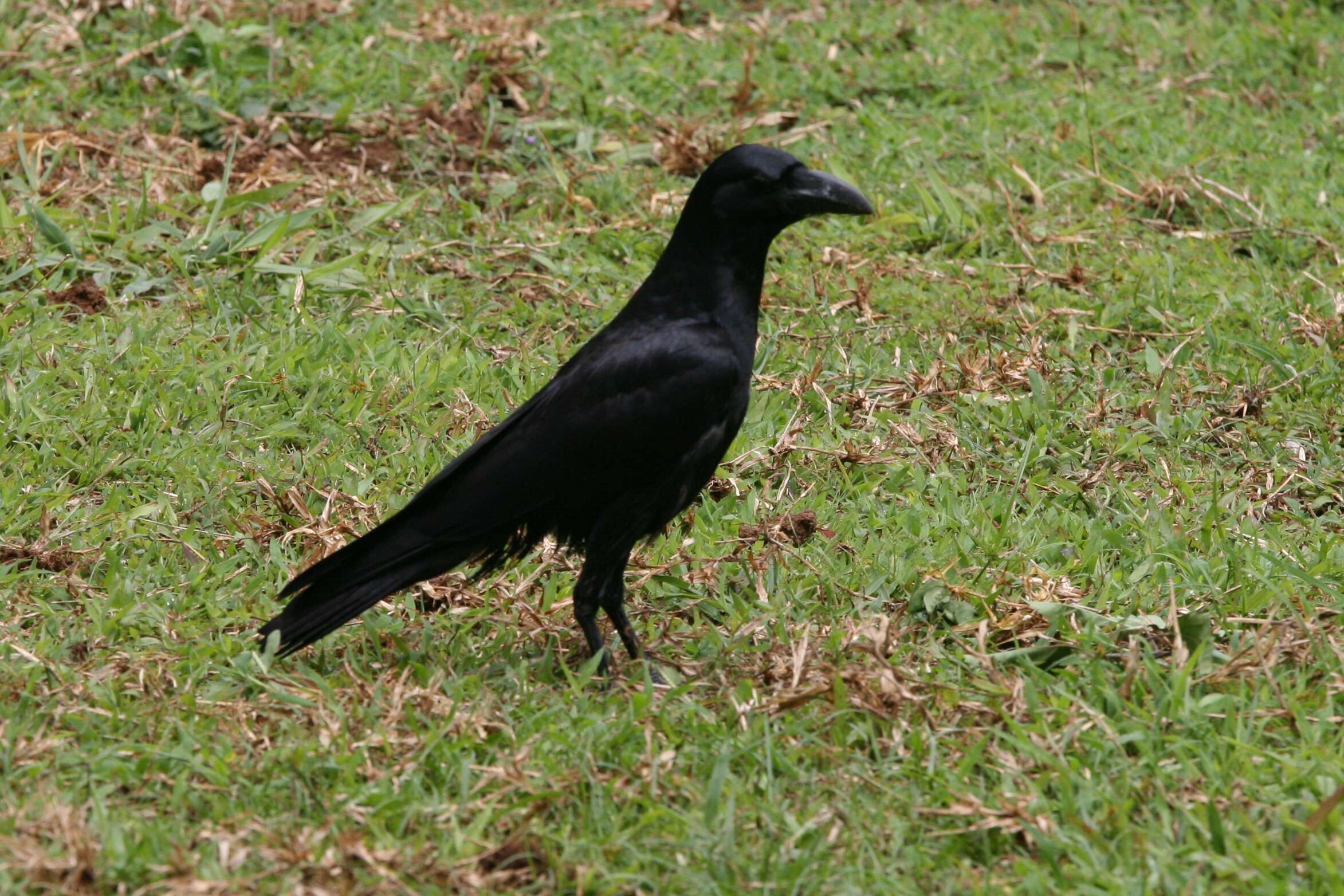 صورة Corvus culminatus Sykes 1832