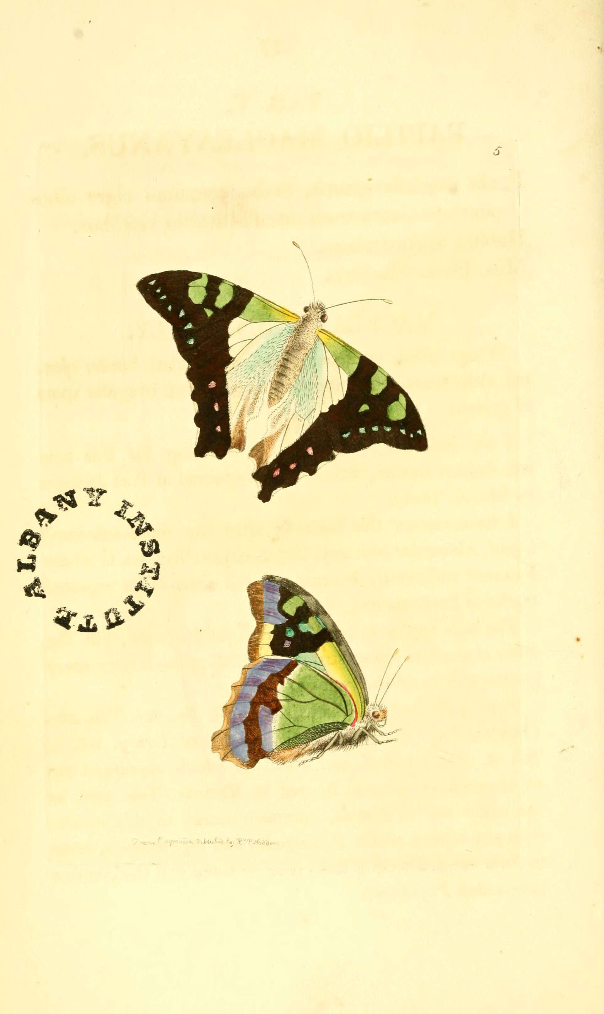 Image of Graphium macleayanus (Leach 1814)