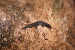 Image of Ocellated Gecko