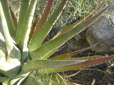 Image of goldenflower century plant