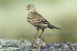 Image of Skylark