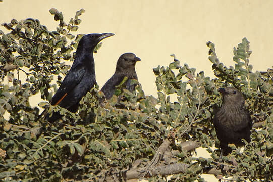 Image of Arabian Chestnut-winged Starling