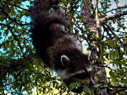 Image of raccoons